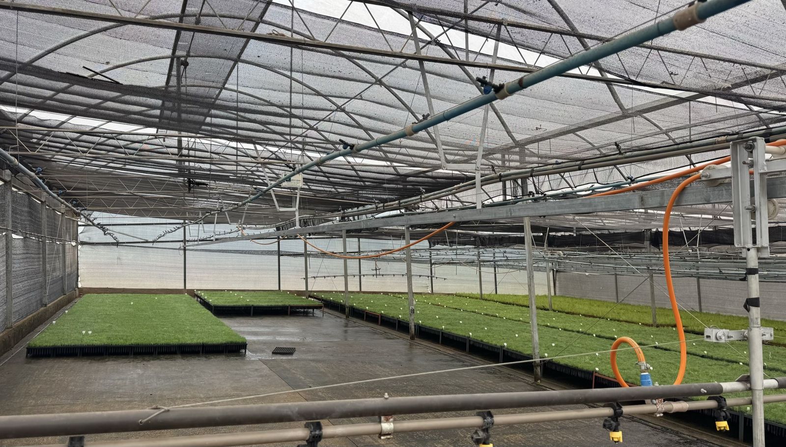 Interior de estufa de produção de mudas florestais