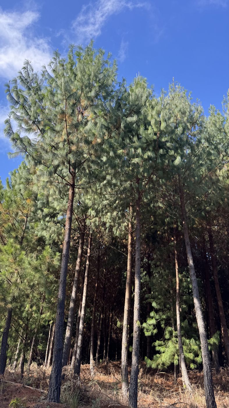 Plantio adulto de Pinus patula