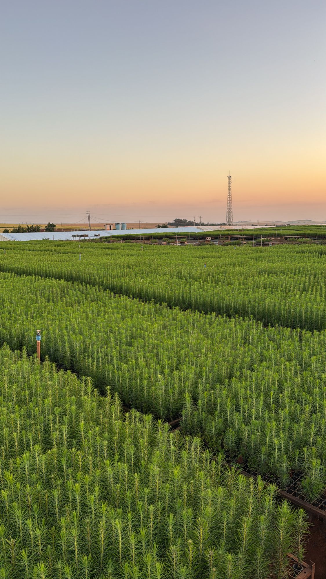 Canteiros de mudas de Pinus em tubete ao amanhecer, no viveiro