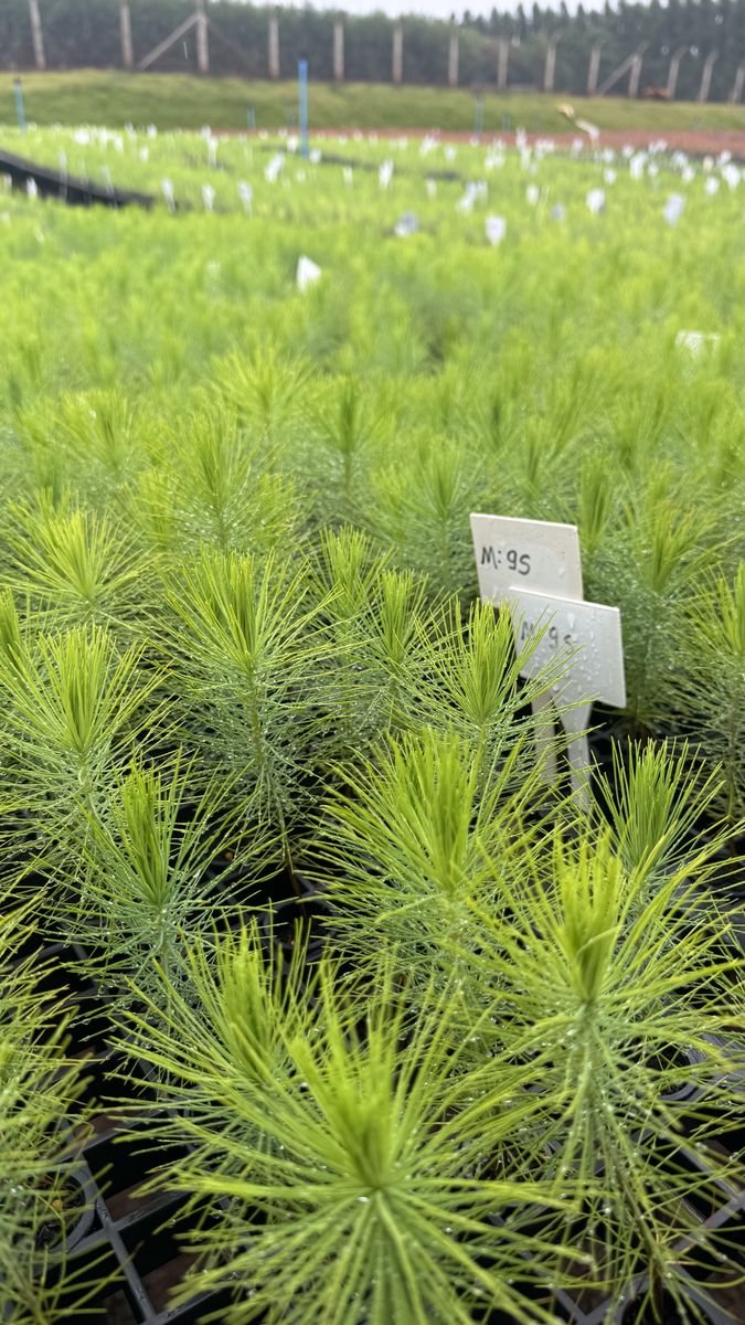 Minijardim clonal de Pinus maximinoi com plaquetas de identificação