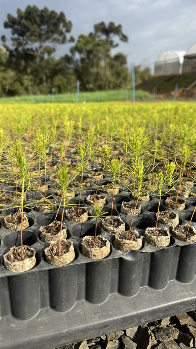 Mudas de Pinus taeda produzidas em paperpot
