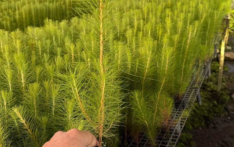 Muda de Pinus caribea var. hondurensis em tubete, entre as demais mudas do canteiro