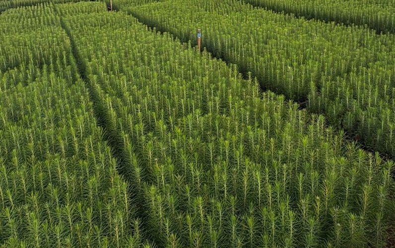 Mudas de Pinus elliottii em canteiros no viveiro