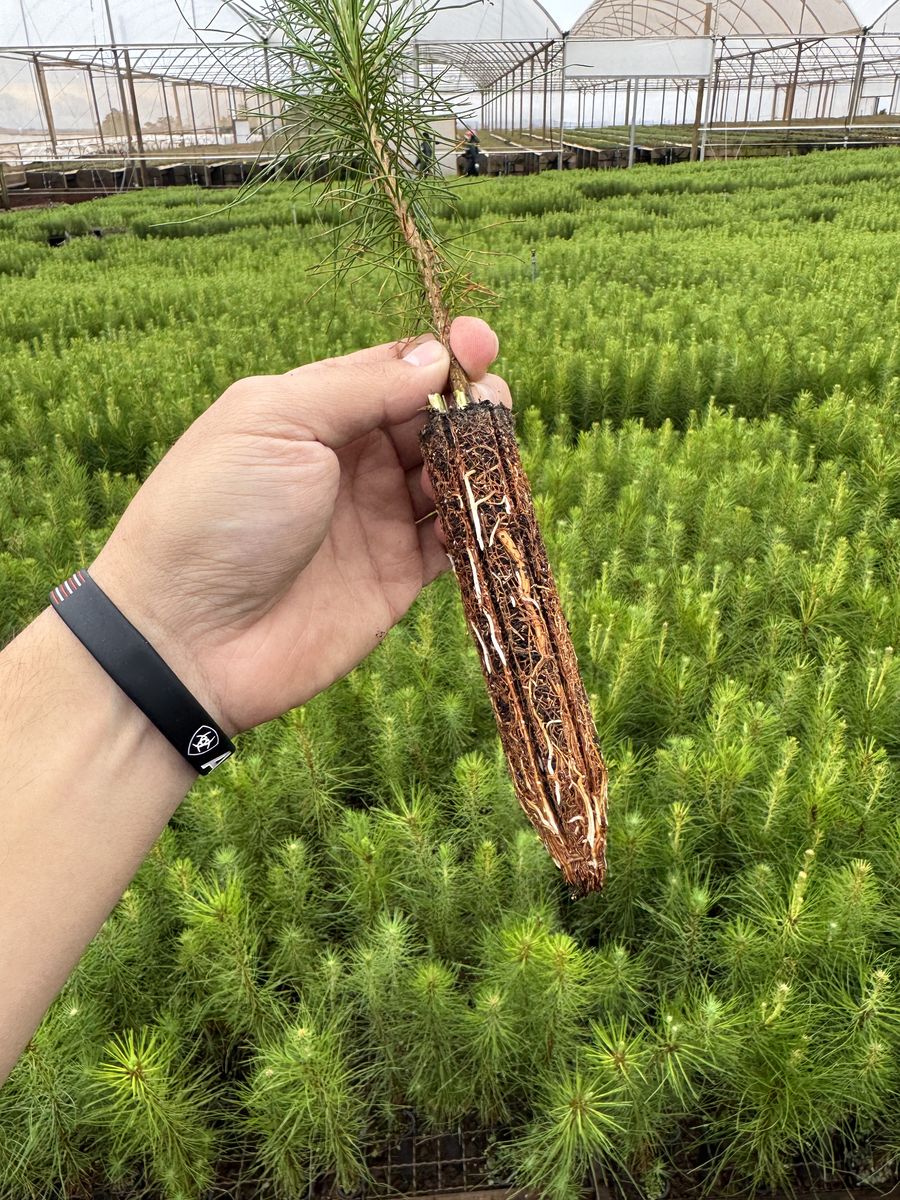 Muda de Pinus taeda retirada do tubete, mostrando o torrão e as raízes